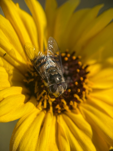 Unknown species found near Middle Ranch Rd, Avalon, CA, US