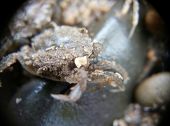 Carcinus maenas