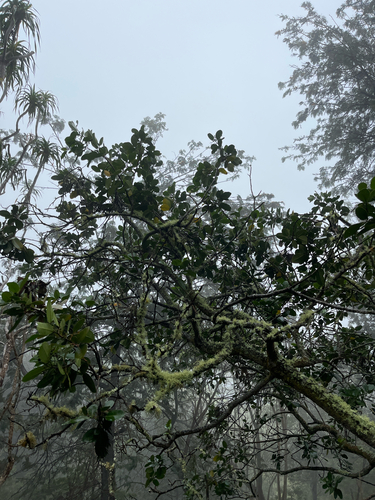 Zanthoxylum dipetalum observed 2026-03-19