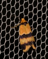 Stenoscaptia venusta