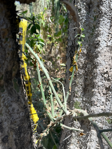 Pereskiopsis porteri, photograph 1