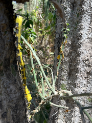 Pereskiopsis porteri