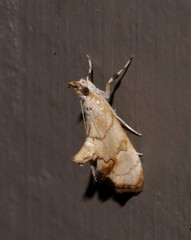 Eudaimonisma batchelorella