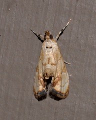Eudaimonisma batchelorella