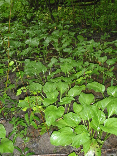 Image of Plantago cordata by no rights reserved