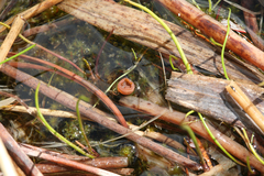 Myriosclerotinia