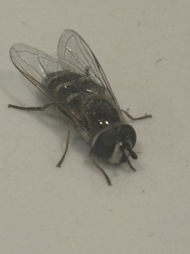 Unknown species found near S Hazel Arlene Cir, Millcreek, UT, US