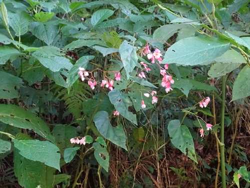Begonia incarnata, photograph 4
