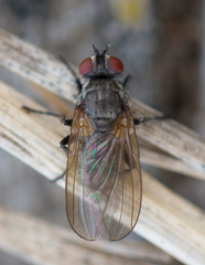 Angioneura