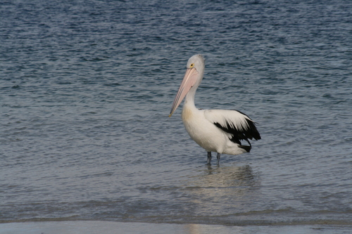 Australian Pelican
