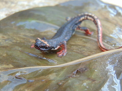 Salamandrina perspicillata