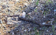 Macroprotodon mauritanicus