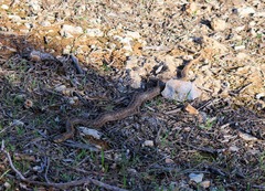 Macroprotodon mauritanicus