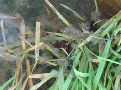 Salamandrina perspicillata