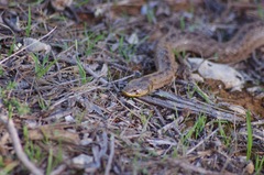 Macroprotodon mauritanicus