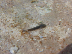 Salamandrina perspicillata