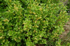 Ribes alpinum