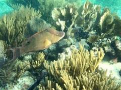 Lachnolaimus maximus