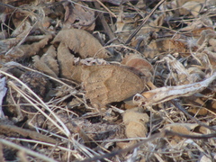 Pindis squamistriga