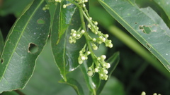 Turpinia ternata