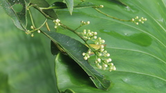 Turpinia ternata