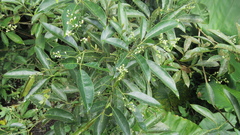 Turpinia ternata