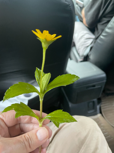 Sphagneticola trilobata