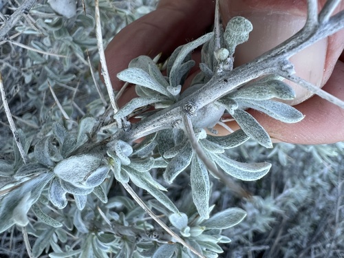 Mojave cottonthorn (Tetradymia stenolepis)