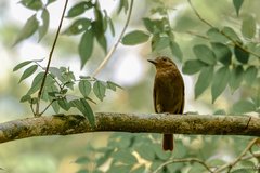 Schiffornis veraepacis