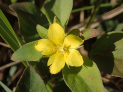 Lysimachia remota