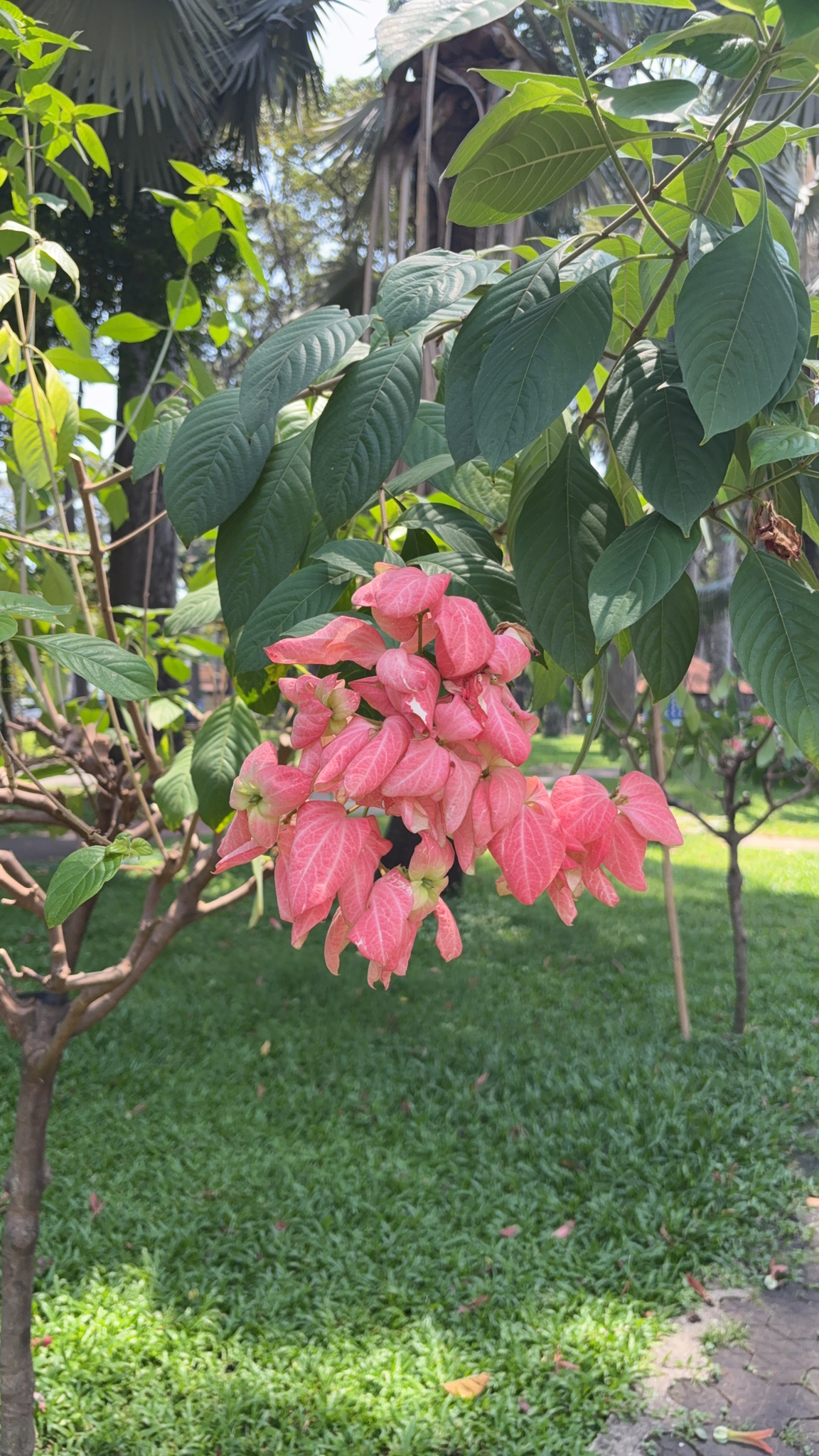 Mussaenda philippica (Mussaenda philippica)