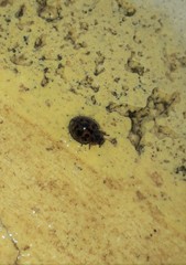 Exoplectra fulgurata