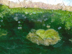 Salamandrina perspicillata