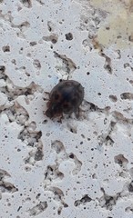 Exoplectra fulgurata