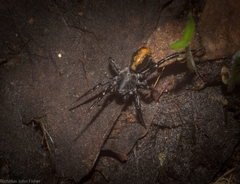 Nyssus yuggera
