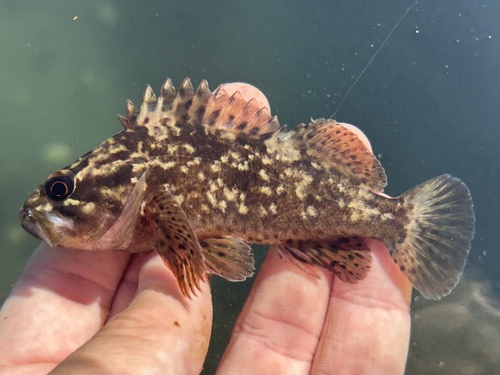 Grass rockfish (Sebastes rastrelliger) — Sebastidae — 2