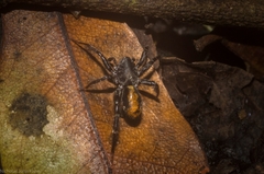 Nyssus yuggera