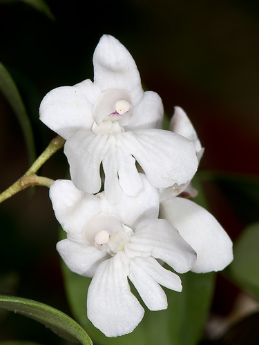 Aberrant Dendrobium