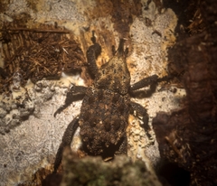 Nechyrus incomptus