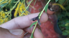 Stylura forficula