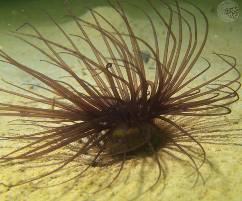 North Sea Tube Anemone, Uddevalla V, Sweden, photo 4 of 10