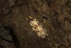 Barea eucapnodes
