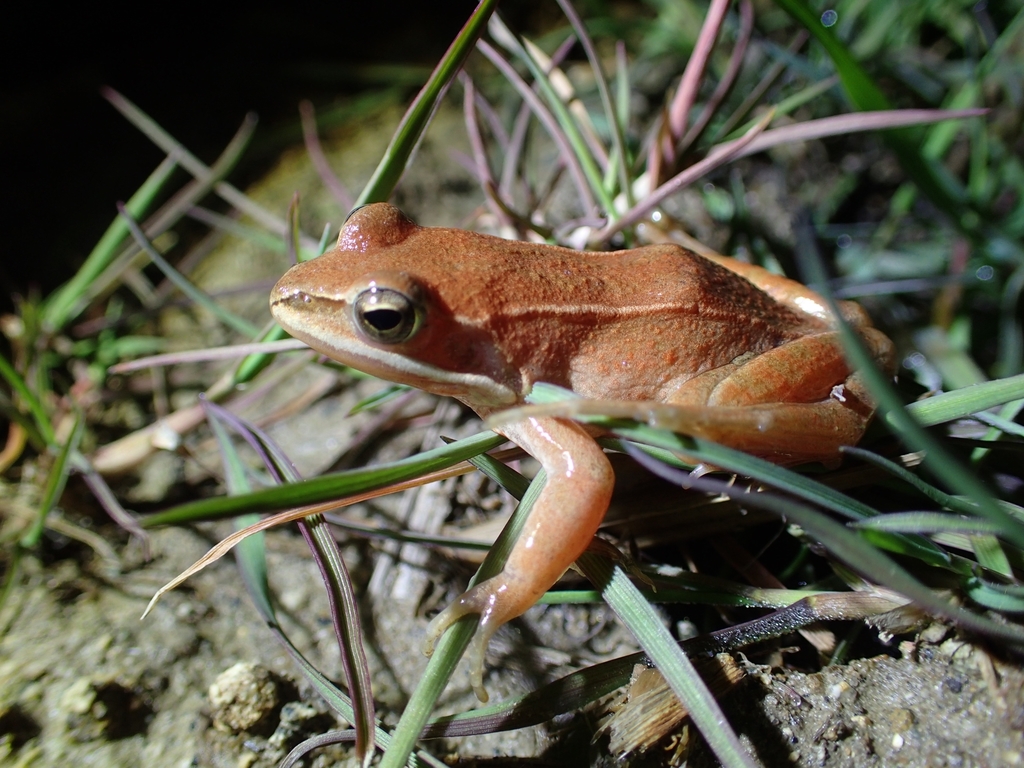 Korean Brown Frog