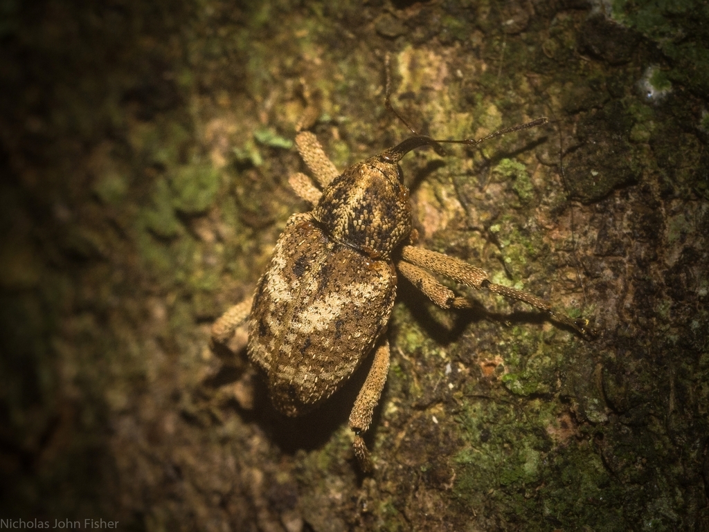 Rhadinomerus