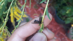 Stylura forficula
