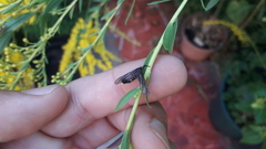 Stylura forficula