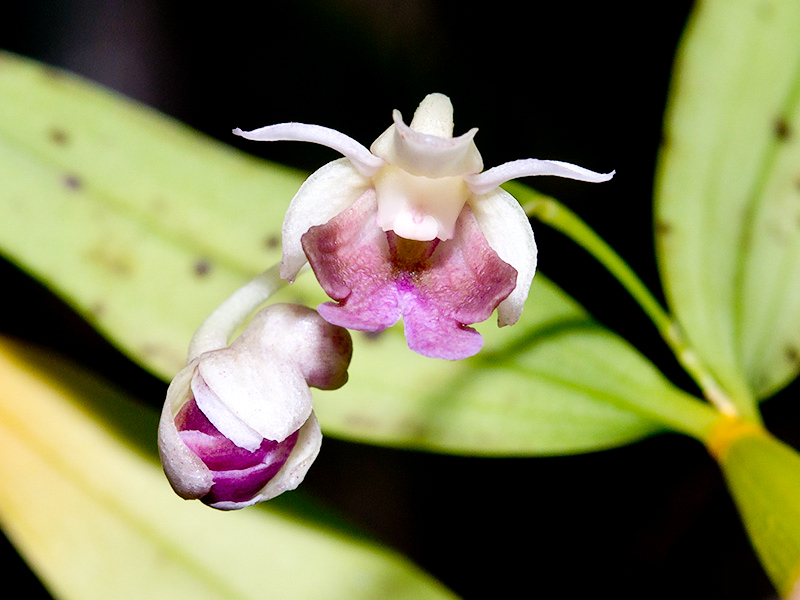 Dendrobium woodsii