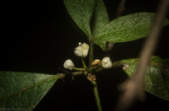 Bouchardatia neurococca