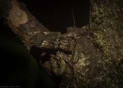 Prosoplus mediofasciatus