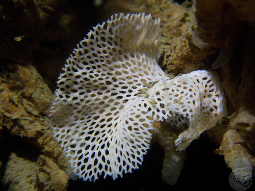 Representative image of Phidoloporidae